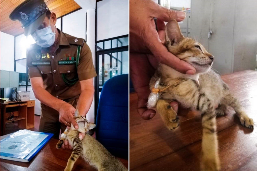 Cat detained for smuggling drugs and SIM cards escapes from Sri Lankan prison