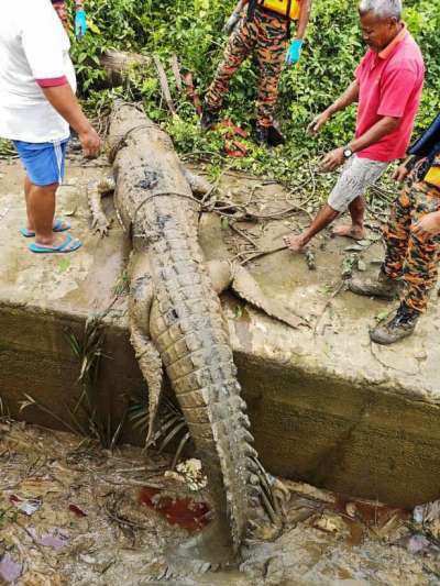 Remains Of Missing 14-Year-Old Boy Found In Crocodile’s Stomach (See Photos)
