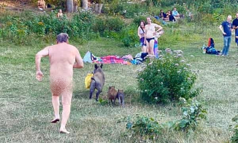Photos: Naked German man chases wild boar that stole his laptop