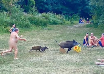 Photos: Naked German man chases wild boar that stole his laptop