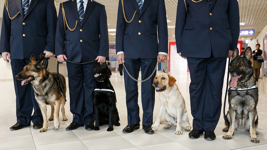Sniffing dogs to detect COVID-19 at Dubai airport