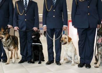 Sniffing dogs to detect COVID-19 at Dubai airport