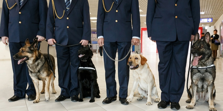 Sniffing dogs to detect COVID-19 at Dubai airport
