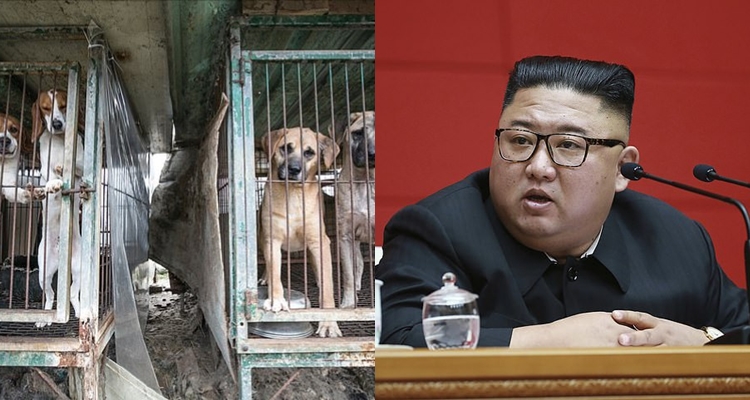 North Koreans ordered to hand over pet dogs to be used as meat as the country is rocked by food shortages