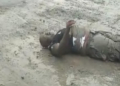 VIDEO: Moment soldiers allegedly beat police inspector, abandon him for death on the road in Port Harcourt