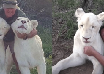 Lions kill owner in South Africa
