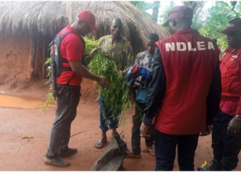 Kill me rather than destroy my cannabis farm – Suspect begs NDLEA in Kogi