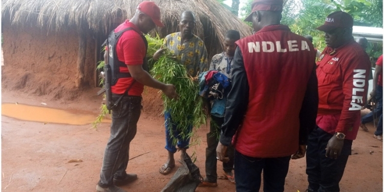 Kill me rather than destroy my cannabis farm – Suspect begs NDLEA in Kogi