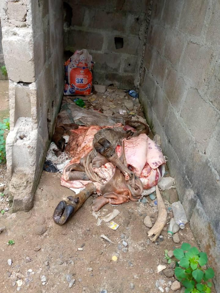 Lagos state govt dismantle illegal abattoirs; seize cow and butchered meat (photos)