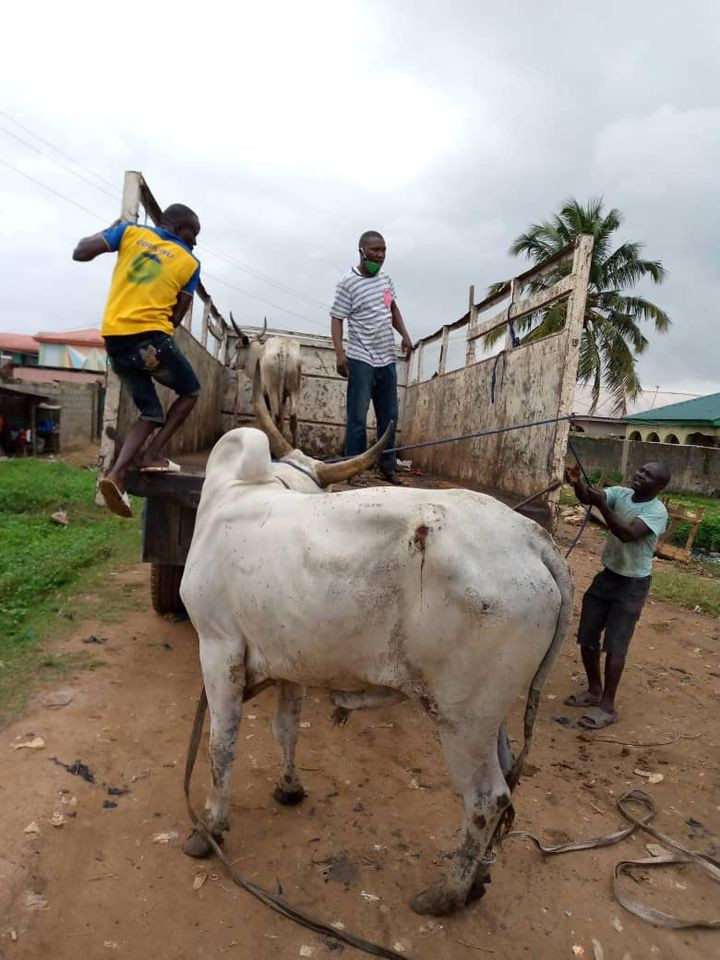 Lagos state govt dismantle illegal abattoirs; seize cow and butchered meat (photos)