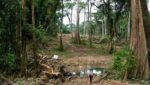 Toxic waste from Chinese Company kills three in Ondo forest reserve