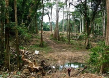 Toxic waste from Chinese Company kills three in Ondo forest reserve