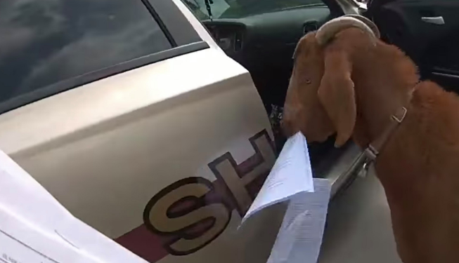 Goat Invades Police Car, Chews Paperwork And Headbutts Officer in Georgia