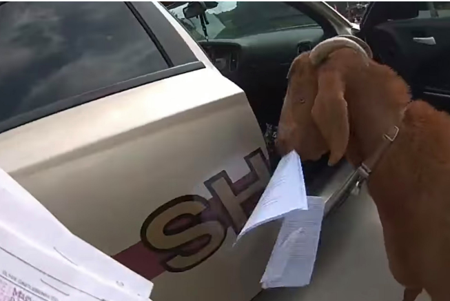Goat Invades Police Car, Chews Paperwork And Headbutts Officer in Georgia