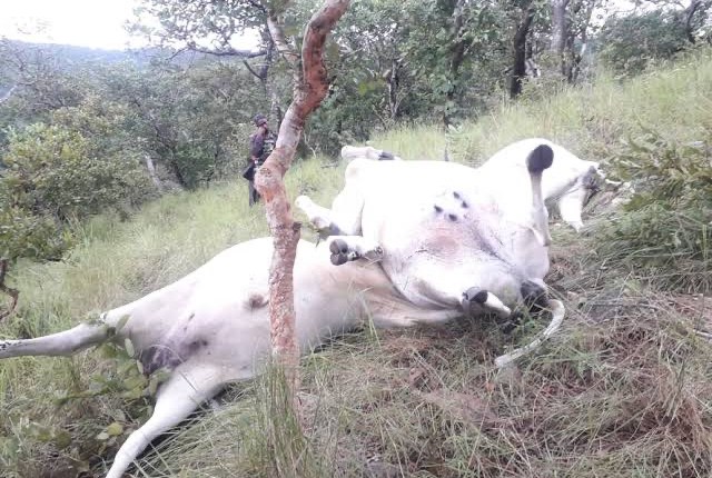 PHOTOS: Thunder strikes kill Fulani herders' 15 cows near Ikogosi Warm Spring in Ekiti
