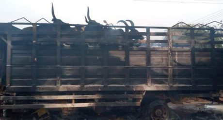 PHOTOS: Youths burn truck, cattles after a boy was crushed in Oyo