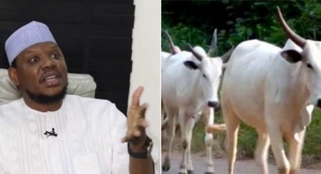Investing in cows better than cryptocurrency – Adamu Garba