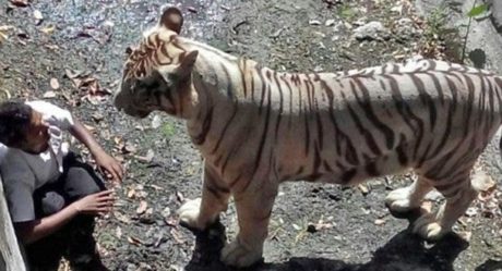 Two Tigers Escape From Indonesian Zoo, Kill Employee