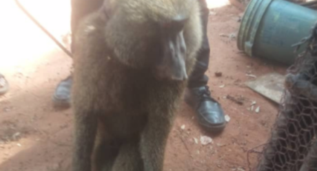 PHOTOS: Baboon inflicts injury on a 13-year-old girl in Anambra after escaping from cage