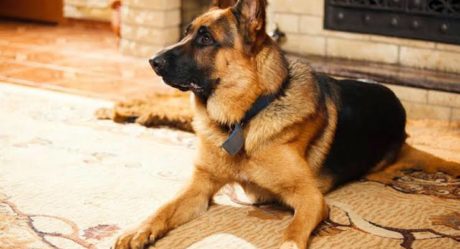 Court sentences student to 6 months imprisonment for stealing dogs