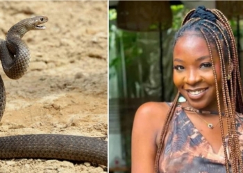 Snake bite, Ifunanya Nwangene’s death