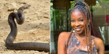 Snake bite, Ifunanya Nwangene’s death