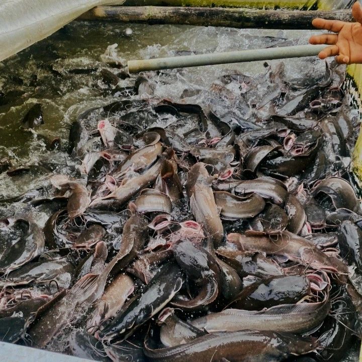 Best Fish to Farm in Nigeria: Catfish vs Tilapia in 2026