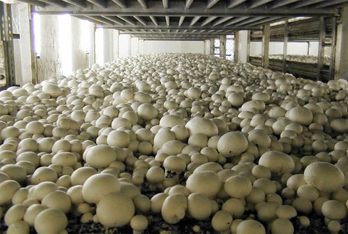 Mushroom Farming Nigeria: How to Start Small Scale in 2026