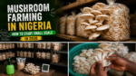 Mushroom Farming Nigeria: How to Start Small Scale in 2026