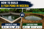 How to Build a Fish Pond in Nigeria: Concrete vs Earthen