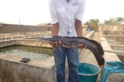 register fish farm with NEPC Nigeria