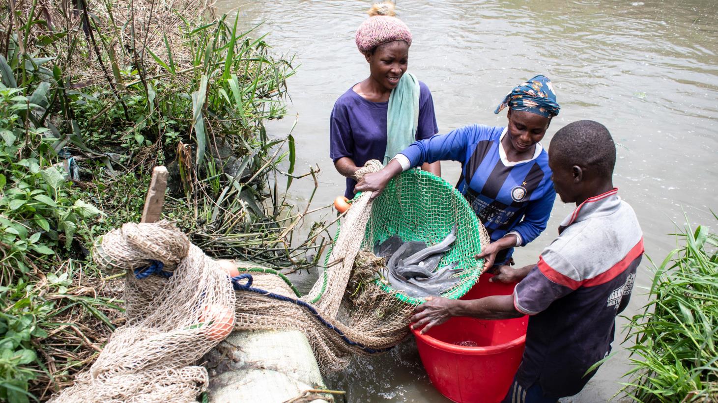 Catfish Farming in Nigeria: Profitable Business Guide in 2026