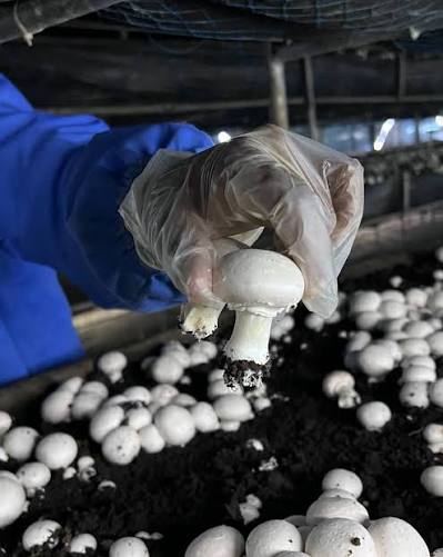 Mushroom Farming Nigeria: How to Start Small Scale in 2026