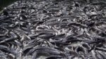 Best Fish to Farm in Nigeria: Catfish vs Tilapia in 2026