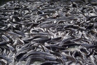 Best Fish to Farm in Nigeria: Catfish vs Tilapia in 2026