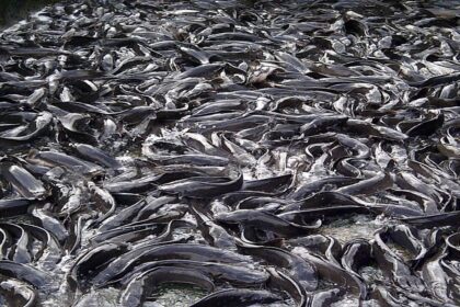 Best Fish to Farm in Nigeria: Catfish vs Tilapia in 2026