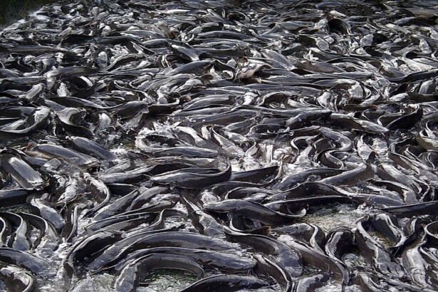 Best Fish to Farm in Nigeria: Catfish vs Tilapia in 2026