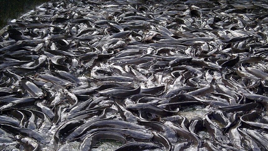Best Fish to Farm in Nigeria: Catfish vs Tilapia in 2026
