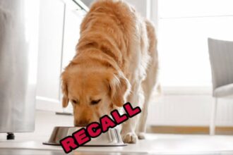 dog food recall