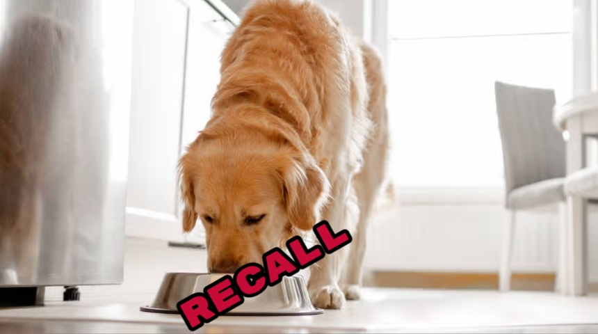 dog food recall