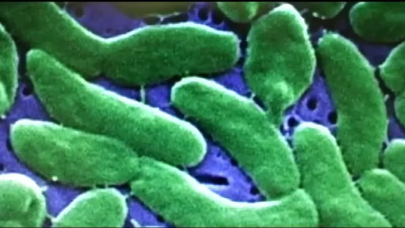 louisiana vibrio vulnificus outbreak