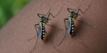 aegypti mosquito that causes Dengue Fever
