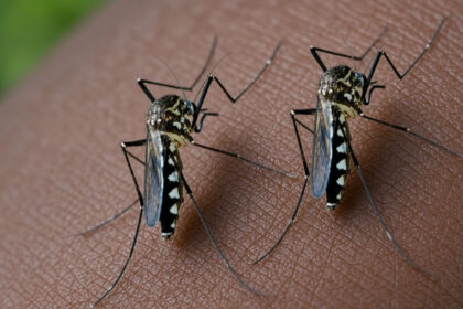aegypti mosquito that causes Dengue Fever