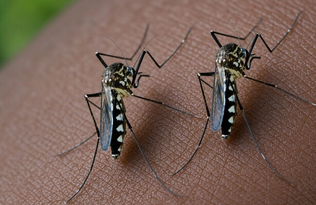 aegypti mosquito that causes Dengue Fever