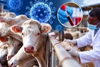 Shamonda virus: What Nigerians need to know about the infection