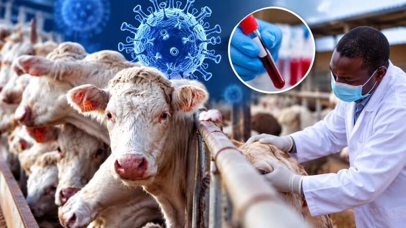 Shamonda virus: What Nigerians need to know about the infection
