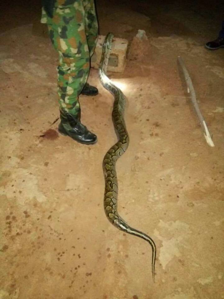 See what a Nigerian soldier did to a Huge python that bit him(photos)
