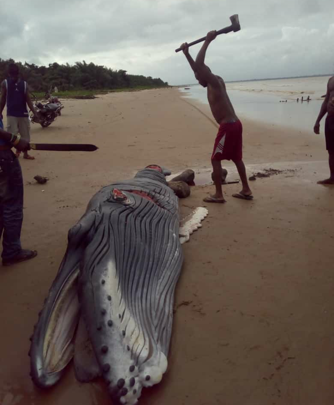 Baby Whale found in a community in Delta State and killed...(photos)