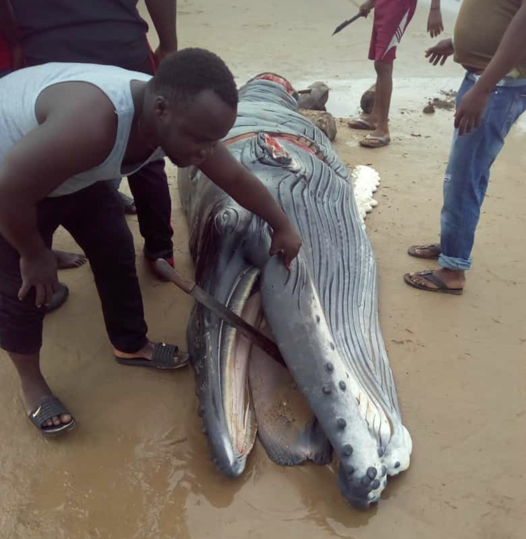 Baby Whale found in a community in Delta State and killed...(photos)