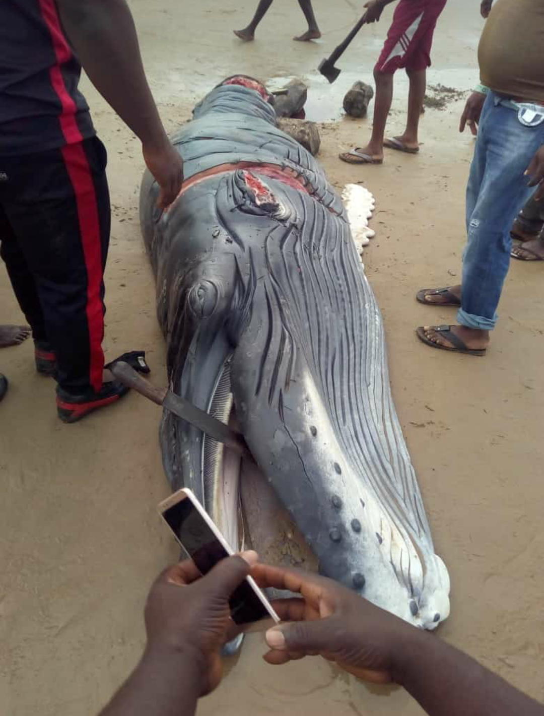 Baby Whale found in a community in Delta State and killed...(photos)
